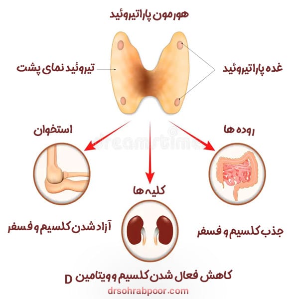هورمون پاراتیروئید + دکتر سعید سهراب پور